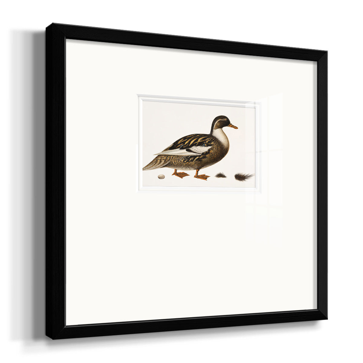 Golden Mallard Premium Framed Print Double Matboard