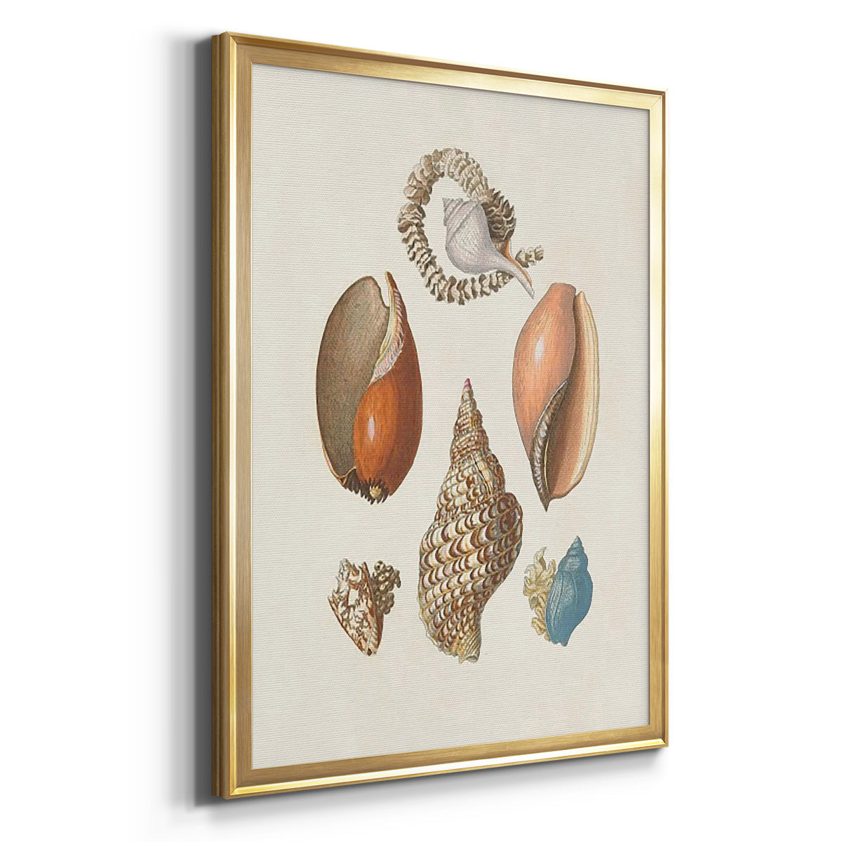 Knorr Shells & Coral I - Modern Framed Canvas Print