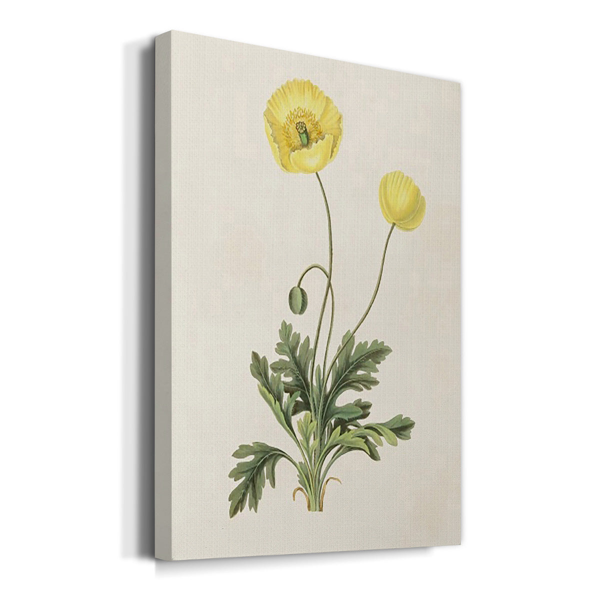 Flowers of the Seasons XII - Canvas Art Print