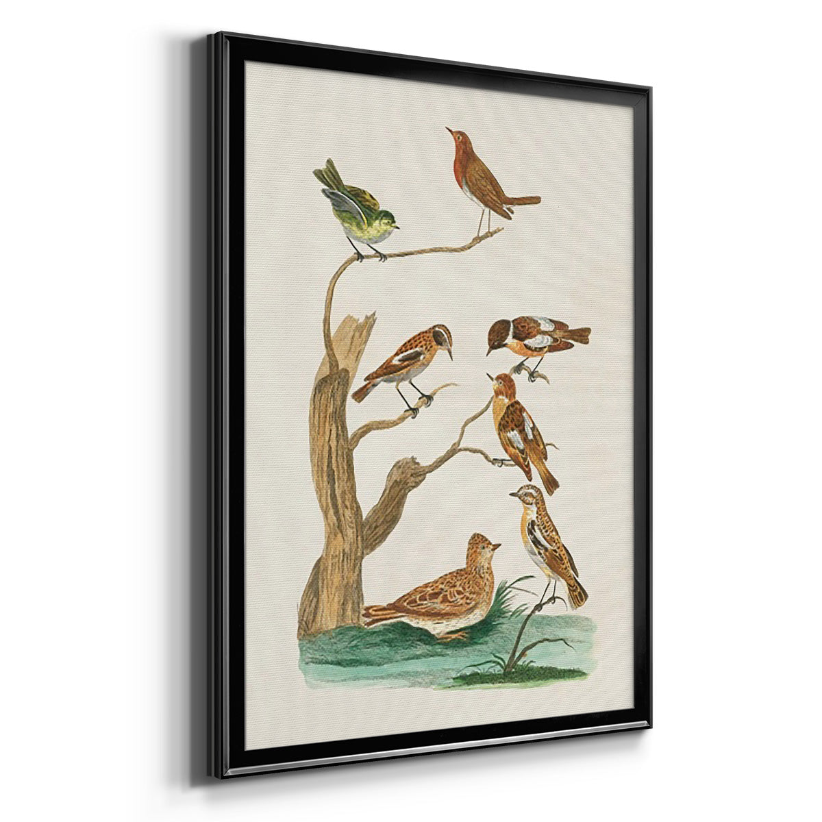 Antique Birds in Nature III - Modern Framed Canvas Print