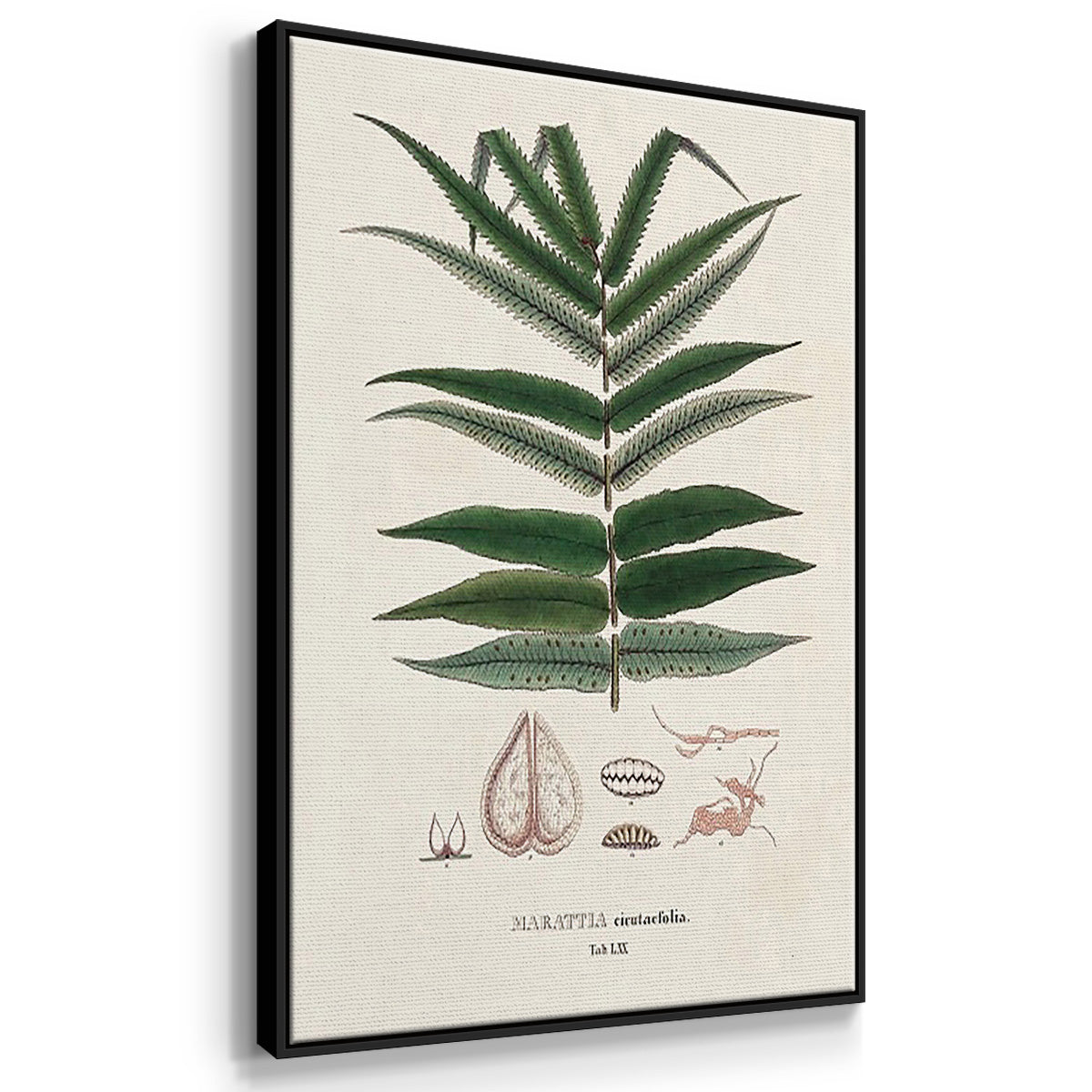 Botanical Society Ferns X - Framed Premium Gallery Wrapped Canvas L Frame 3 Piece Set - Ready to Hang