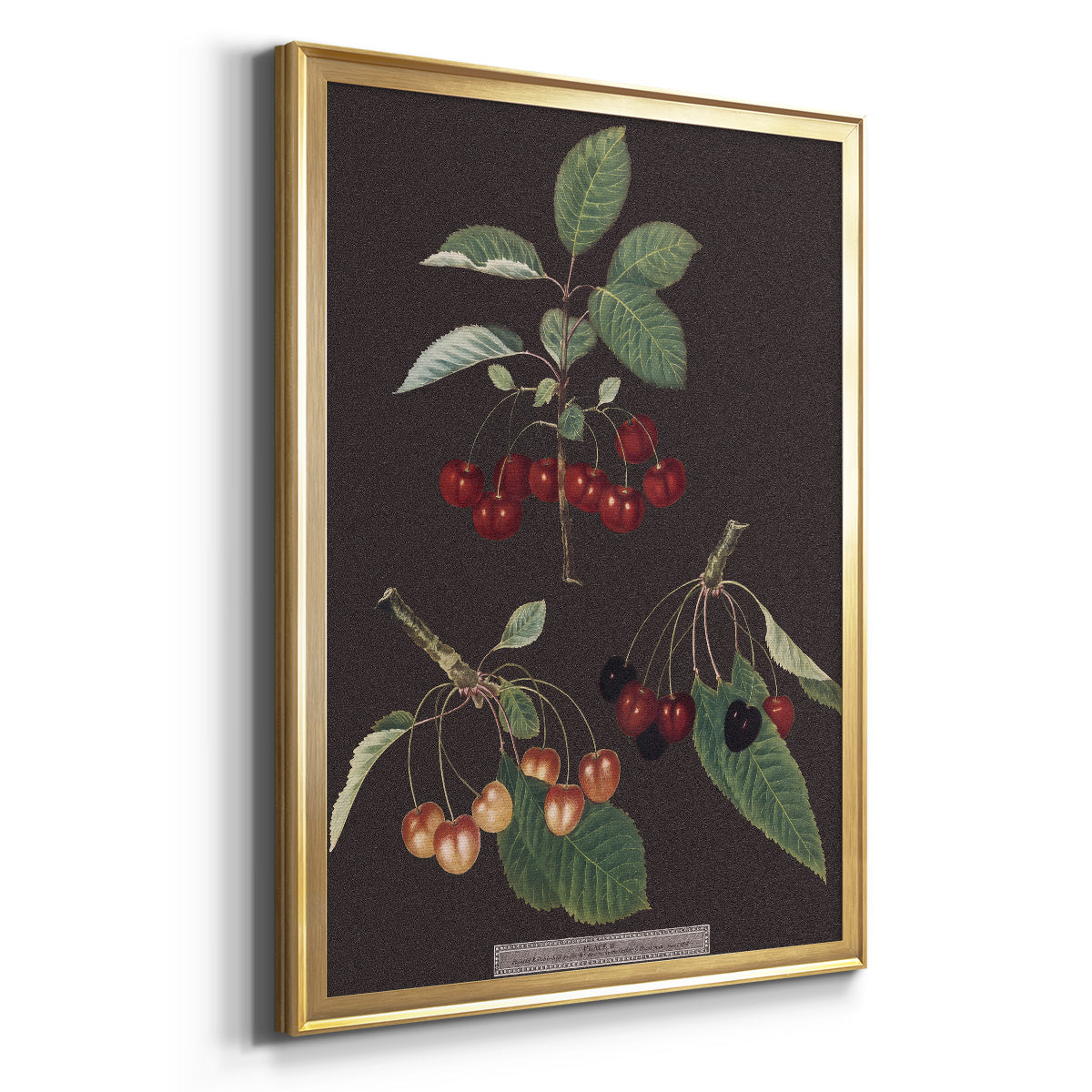 Brookshaw Cherries - Modern Framed Canvas Print