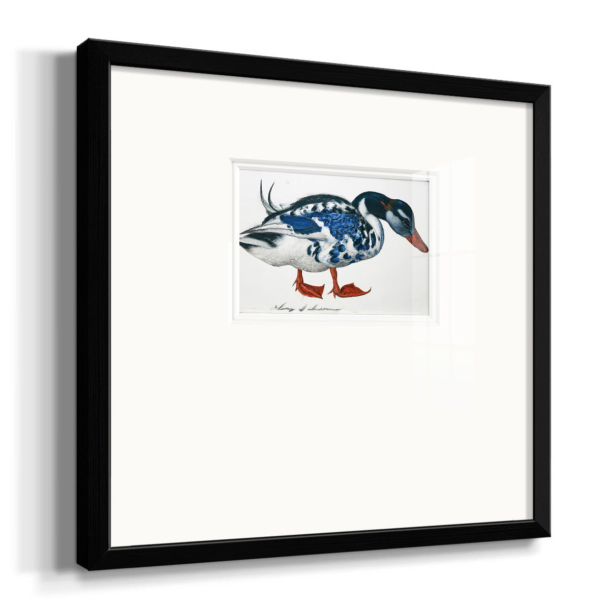 Blue Mallard Premium Framed Print Double Matboard