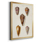 Cone Shell Collection VI - Modern Framed Canvas Print