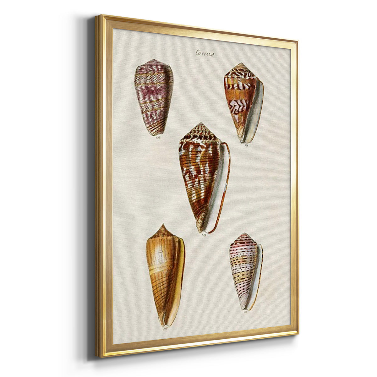 Cone Shell Collection VI - Modern Framed Canvas Print
