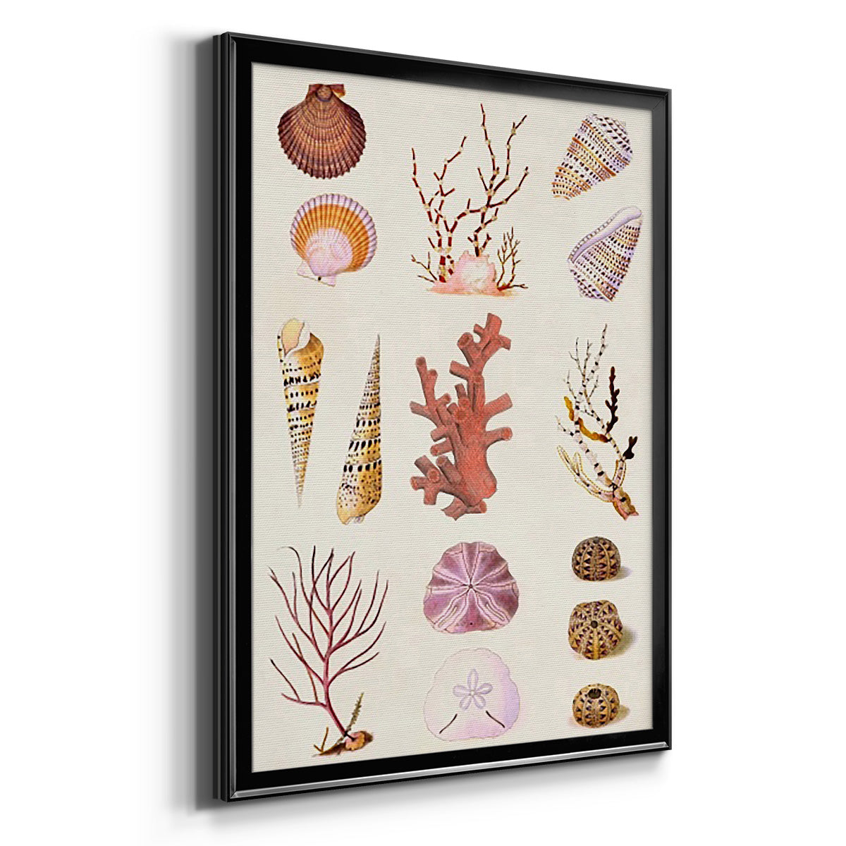 Coral & Shell Collage II -  Framed Canvas Print