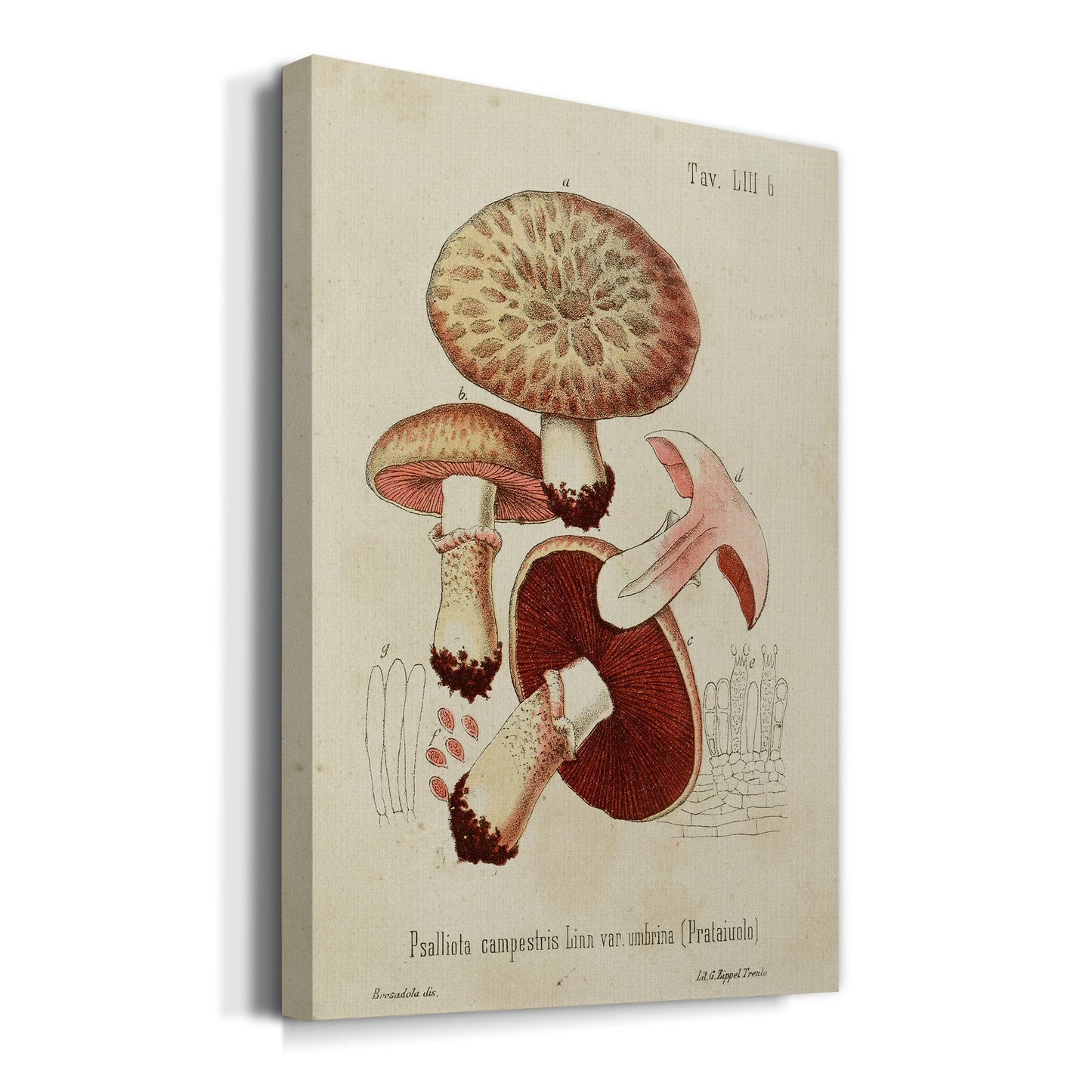 Mushroom Varieties II Premium Gallery Wrapped Canvas - Ready to Hang