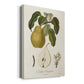 Vintage Pears I Premium Gallery Wrapped Canvas - Ready to Hang