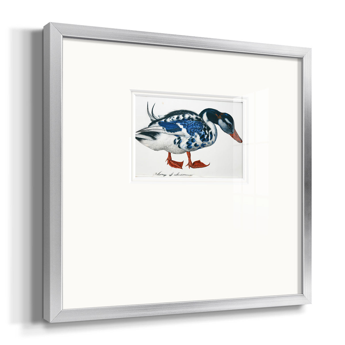 Blue Mallard Premium Framed Print Double Matboard