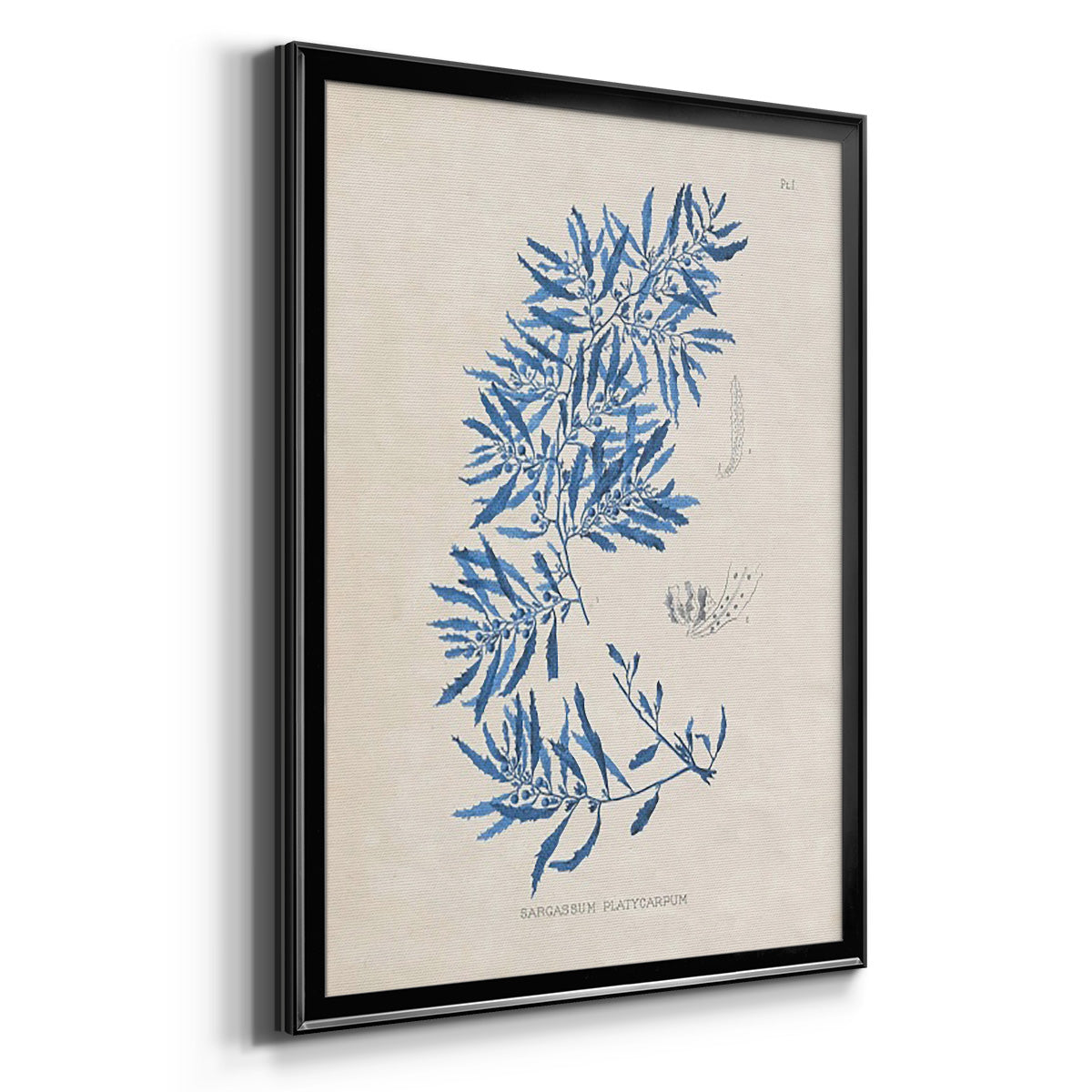 Blue Marine Algae III - Modern Framed Canvas Print