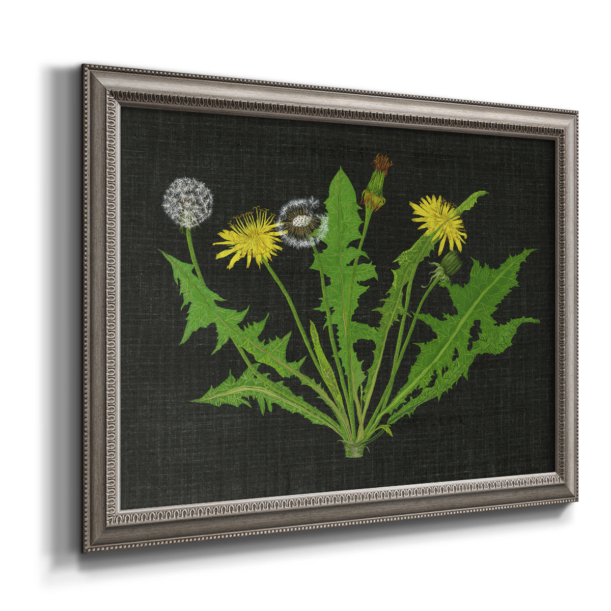 Vintage botanical dandelion flower illustration printed on canvas in an ornate vintage silver frame.