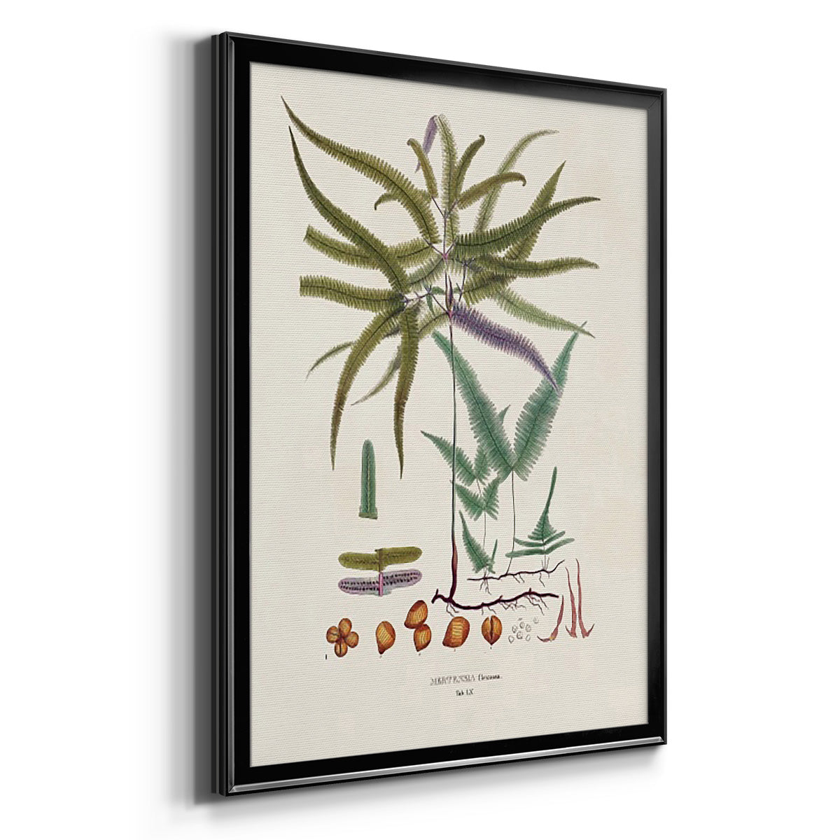 Botanical Society Ferns VIII - Modern Framed Canvas Print