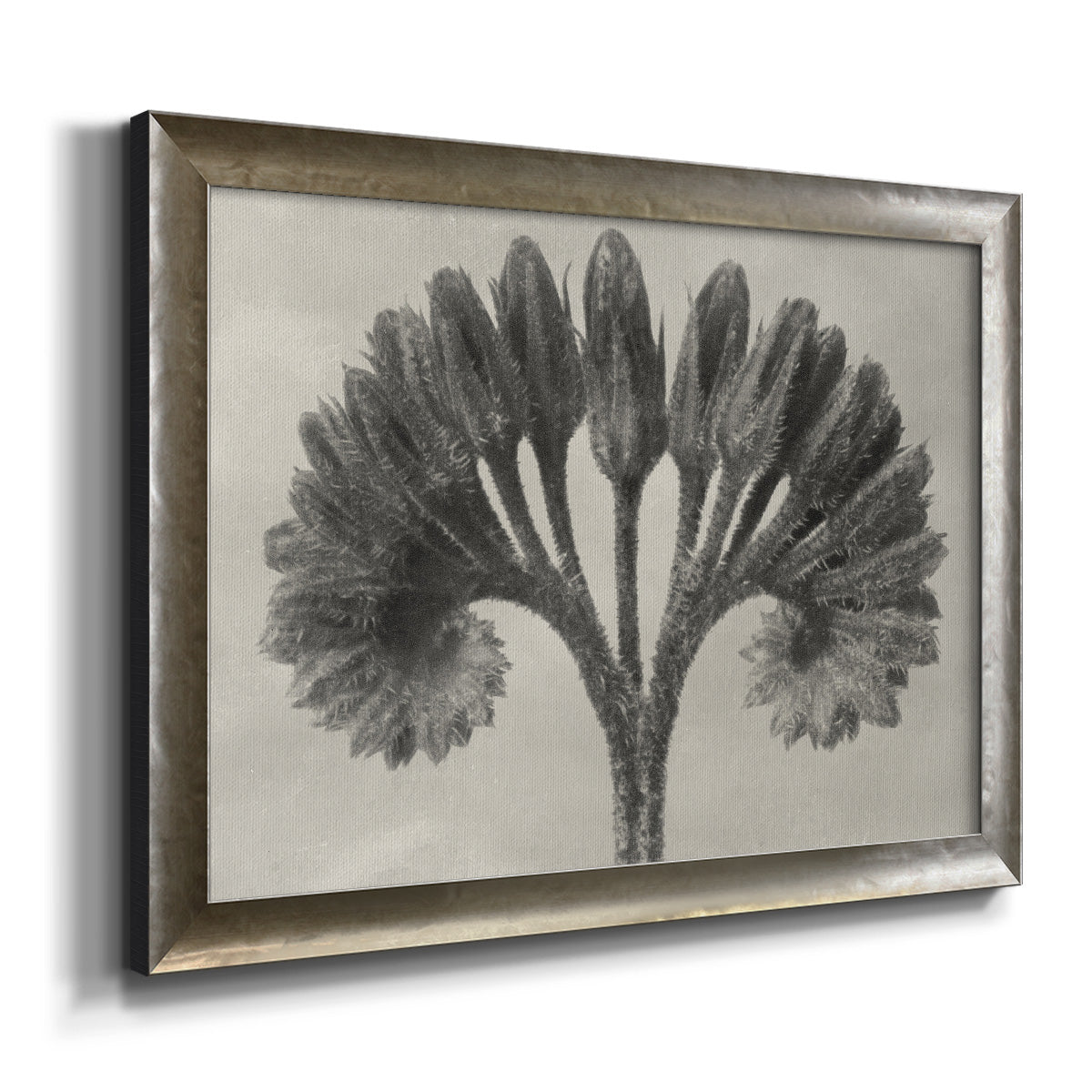 Vintage botanical plant study photograph by Karl Blossfeldt printed on canvas in an ornate mottled silver frame.