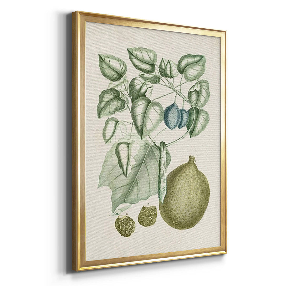 Buchoz Tropicals VIII - Modern Framed Canvas Print