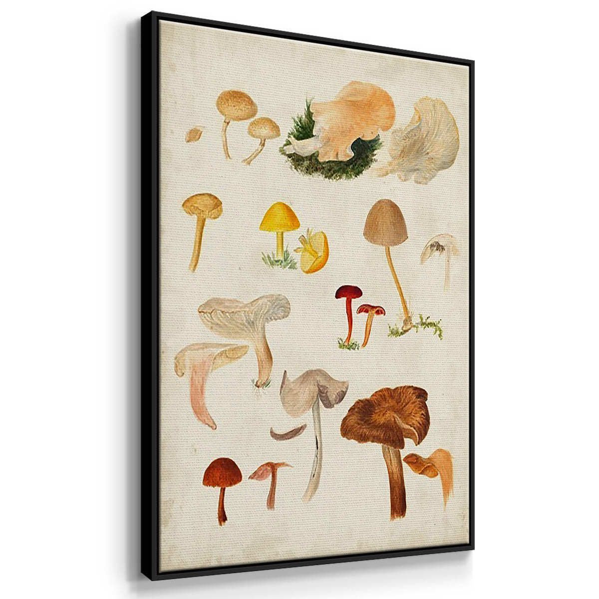 Mushroom Species VI - Framed Premium Gallery Wrapped Canvas L Frame 3 Piece Set - Ready to Hang