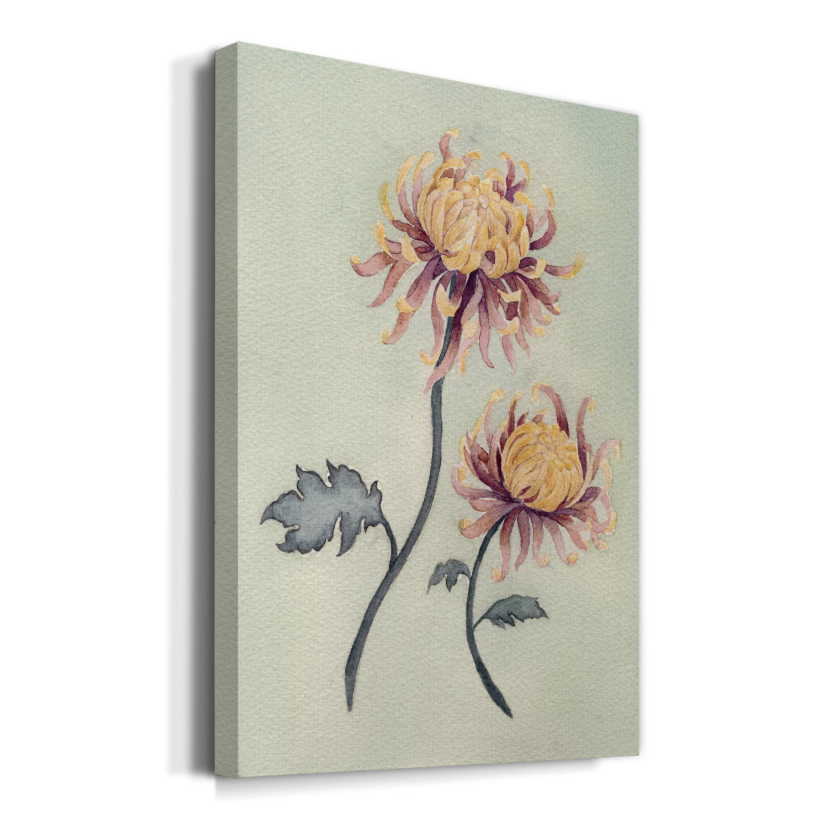 Chrysanthemum Beauty II - Canvas Art Print