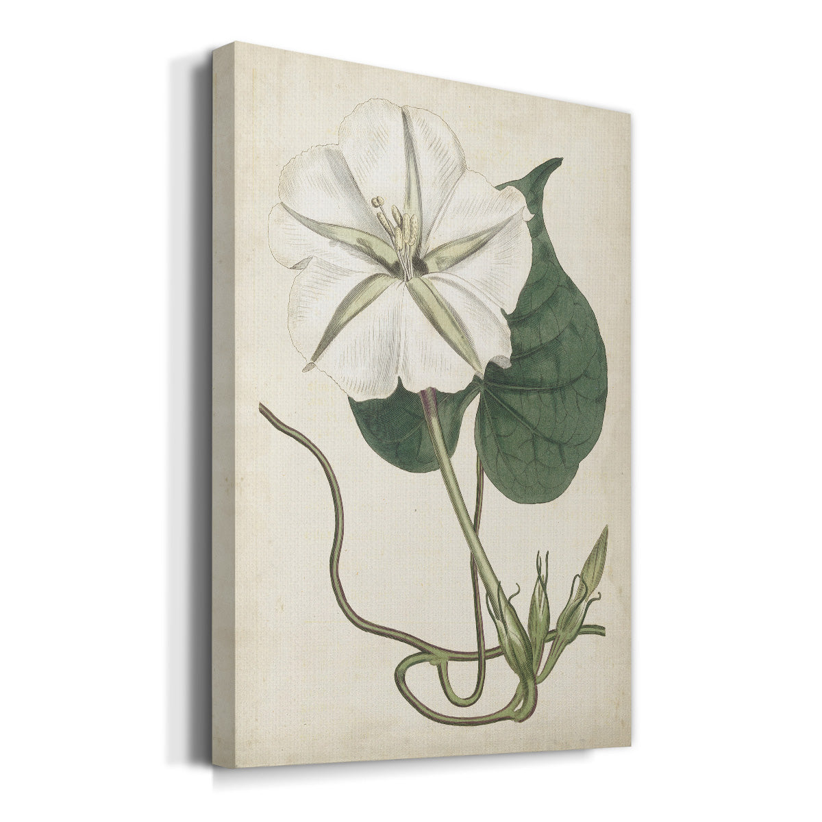 Ivory Garden III Premium Gallery Wrapped Canvas - Ready to Hang