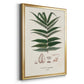 Botanical Society Ferns XII - Modern Framed Canvas Print