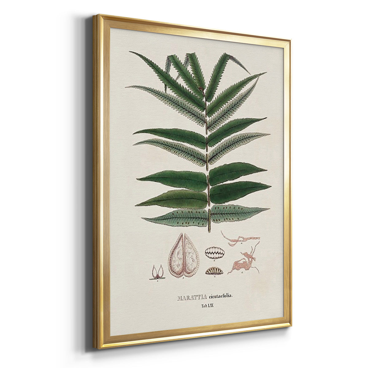 Botanical Society Ferns XII - Modern Framed Canvas Print