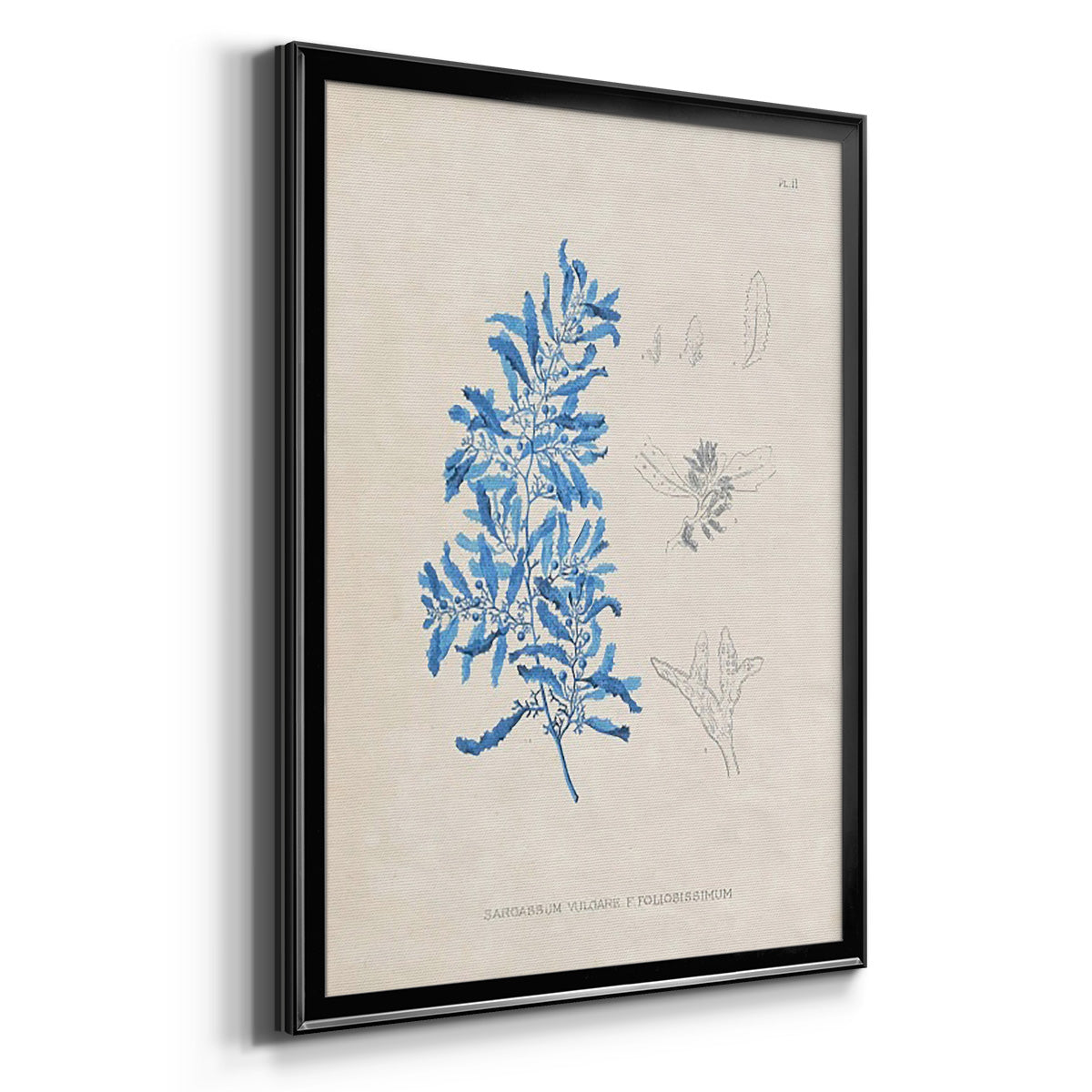 Blue Marine Algae VI - Modern Framed Canvas Print