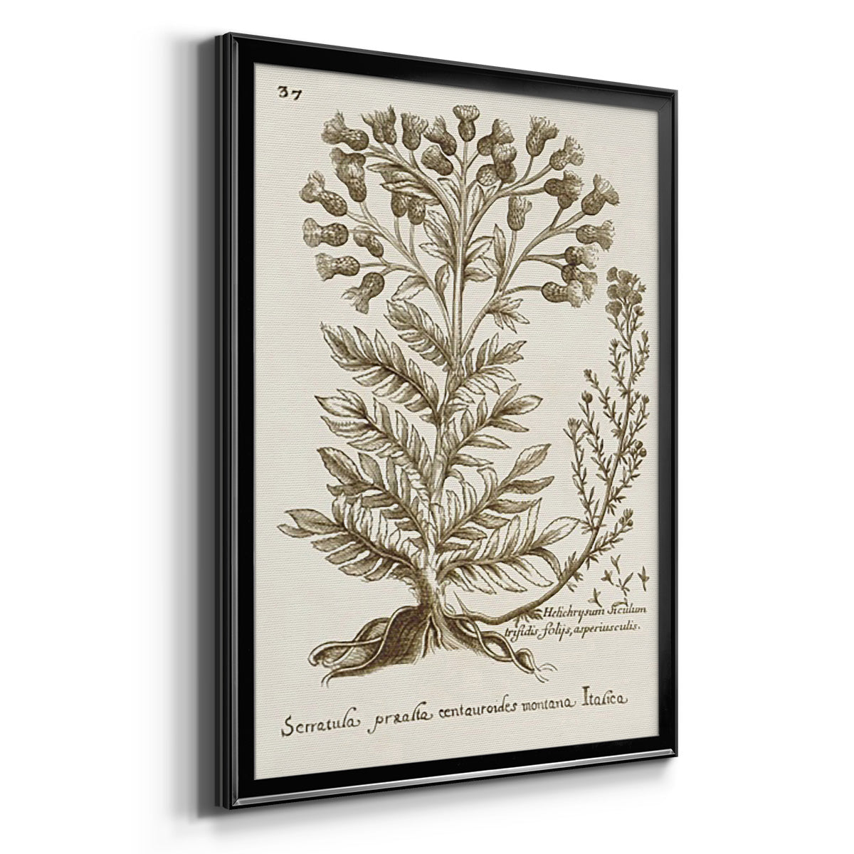 Sepia Botanical Journal I - Modern Framed Canvas Print