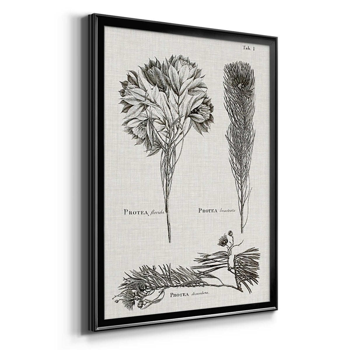 Black & White Protea on Linen I - Modern Framed Canvas Print