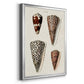 Cone Shell Collection I - Modern Framed Canvas Print