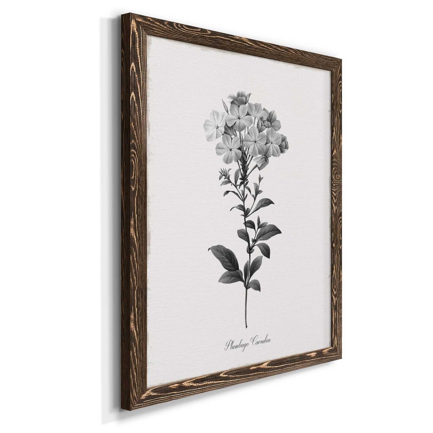 Simply Cape Leadwort - Premium Canvas Framed in Barnwood - Ready to Hang