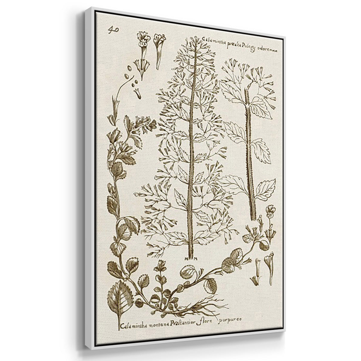 Sepia Botanical Journal IV - Framed Premium Gallery Wrapped Canvas L Frame 3 Piece Set - Ready to Hang