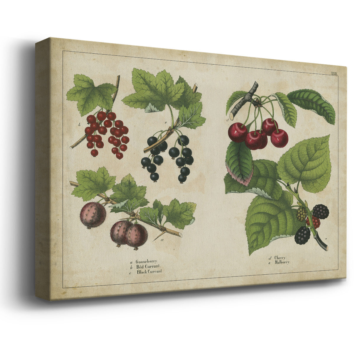 Kitchen Fruits III Premium Gallery Wrapped Canvas - Ready to Hang