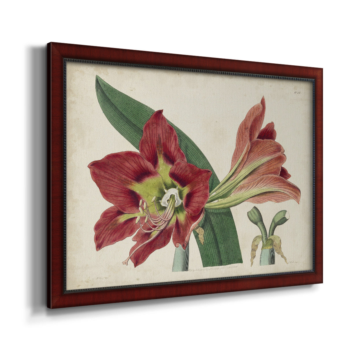 Amaryllis Splendor I Premium Framed Canvas- Ready to Hang