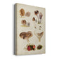 Mushroom Species III - Canvas Art Print