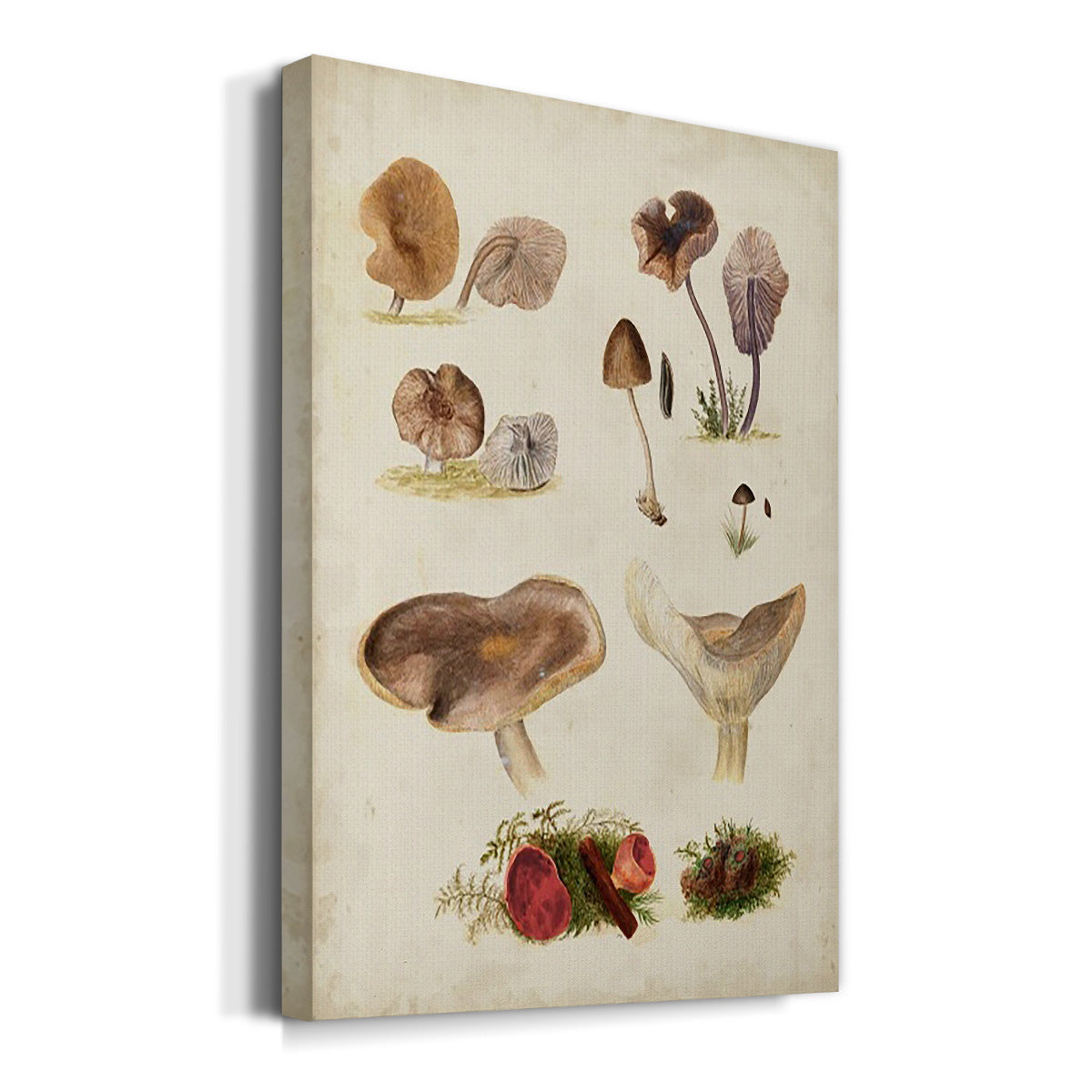 Mushroom Species III - Canvas Art Print
