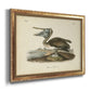 Audubons Brown Pelican - Ornate Framed Canvas Print