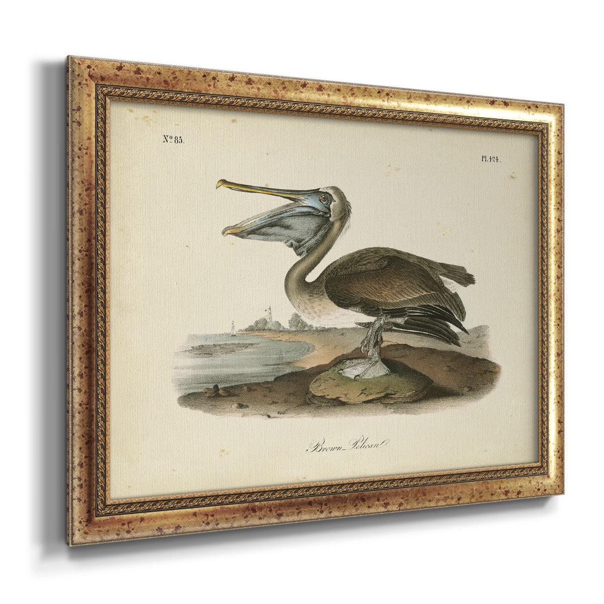 Audubons Brown Pelican - Ornate Framed Canvas Print
