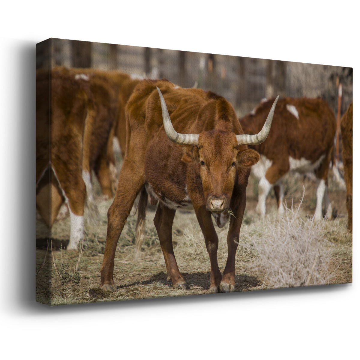 Longhorns Premium Gallery Wrapped Canvas - Ready to Hang