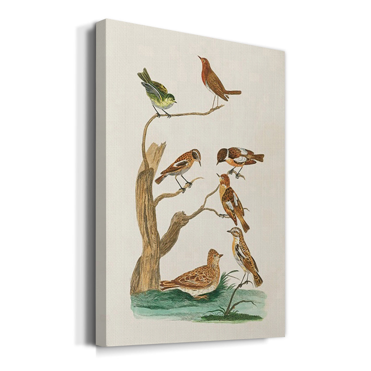 Antique Birds in Nature III Premium Gallery Wrapped Canvas - Ready to Hang