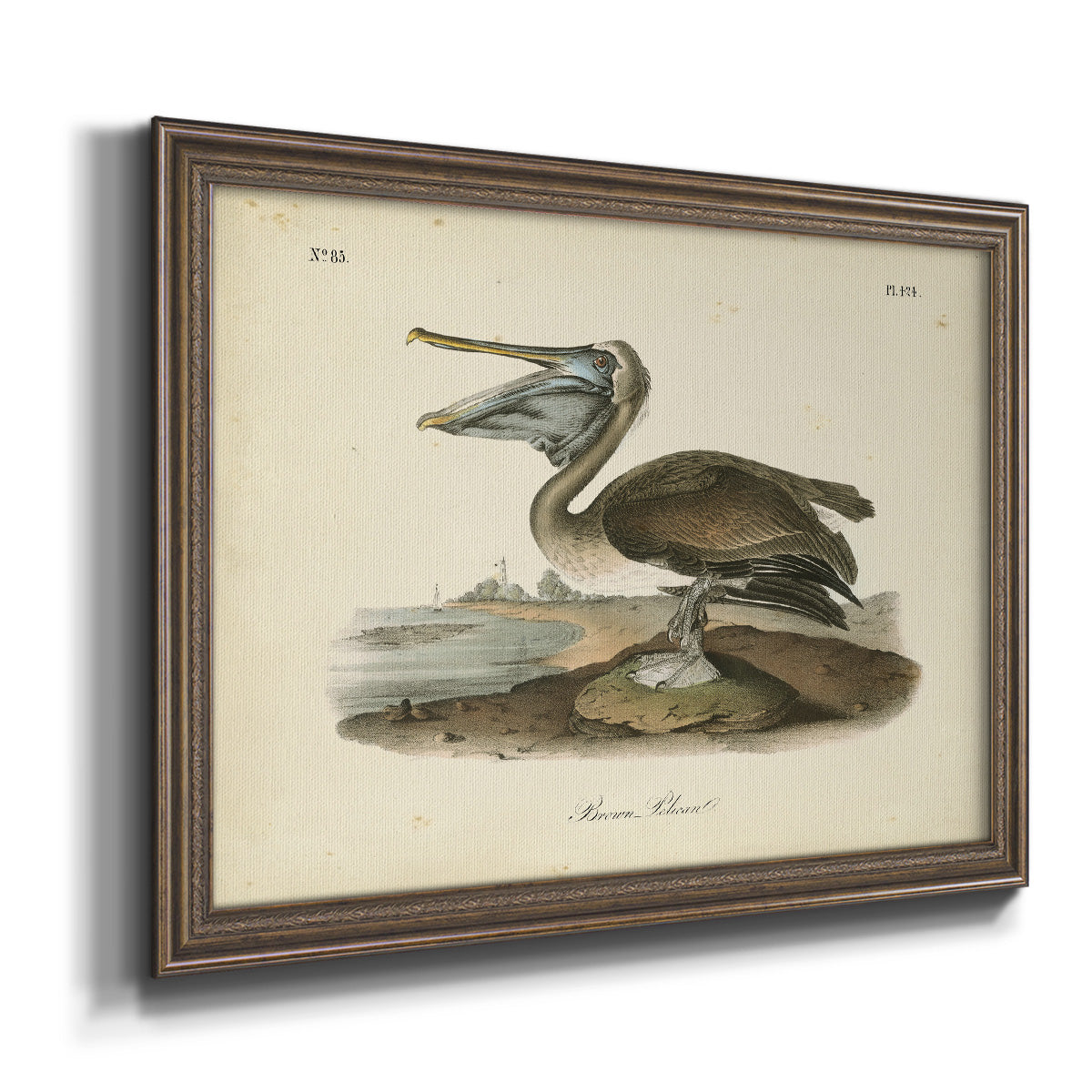 Audubons Brown Pelican - Ornate Framed Canvas Print