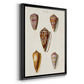Cone Shell Collection VI - Modern Framed Canvas Print