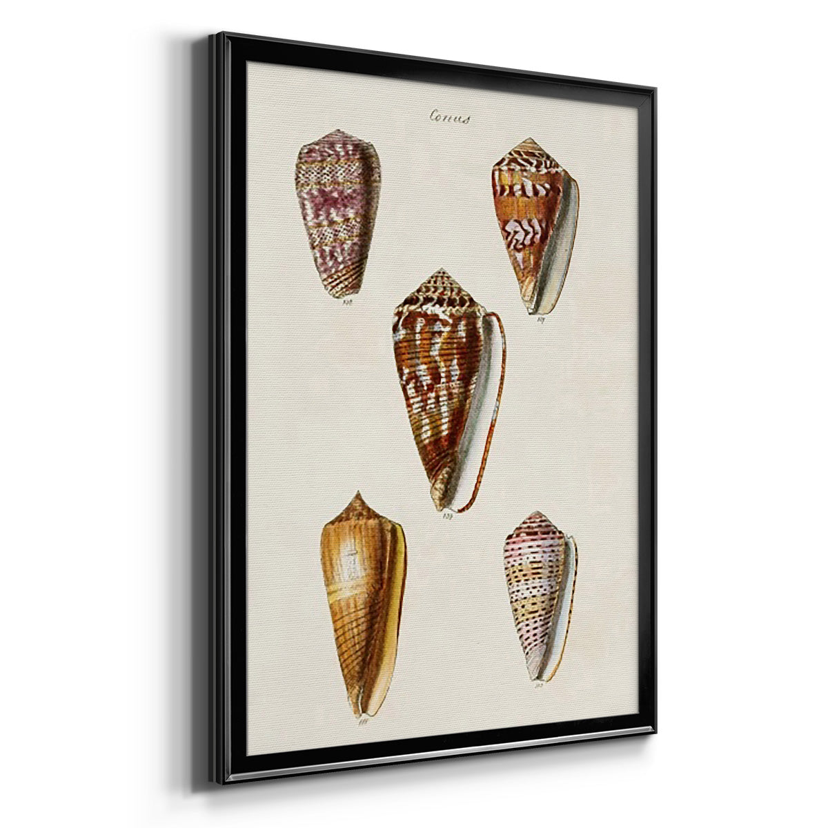 Cone Shell Collection VI - Modern Framed Canvas Print