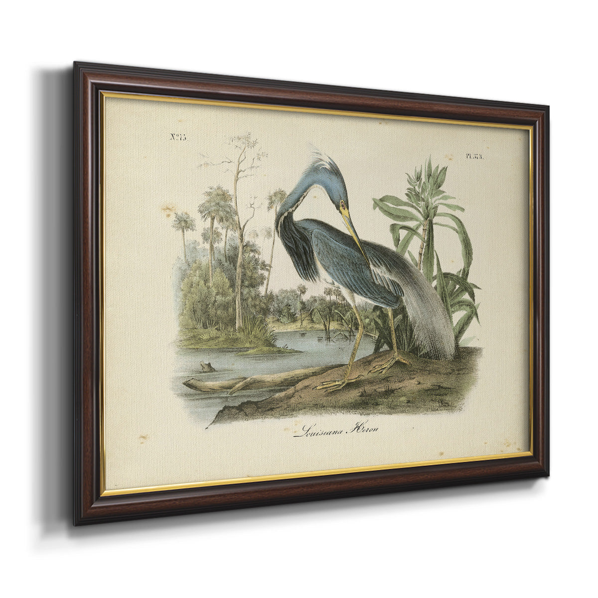 Audubons Louisiana Heron Premium Framed Canvas- Ready to Hang