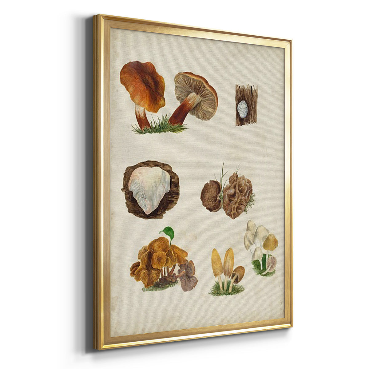 Mushroom Species I - Modern Framed Canvas Print