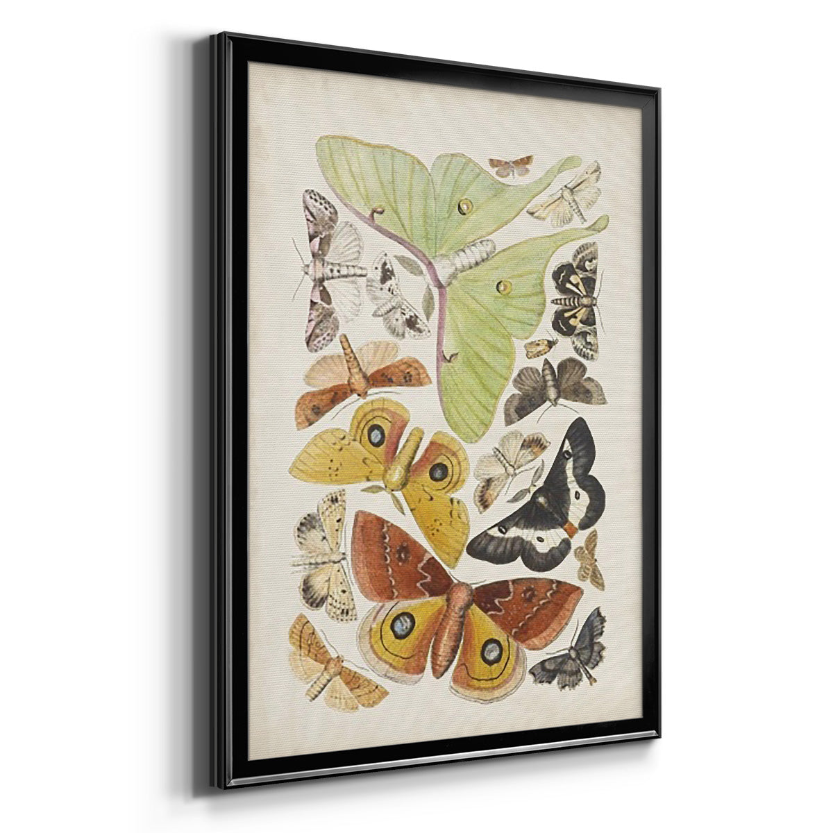 Antique Moths I - Modern Framed Canvas Print