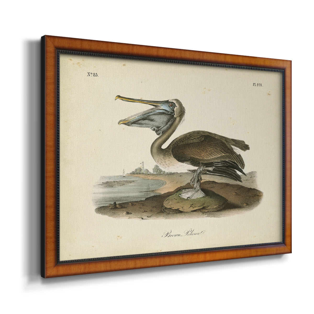 Audubons Brown Pelican - Ornate Framed Canvas Print