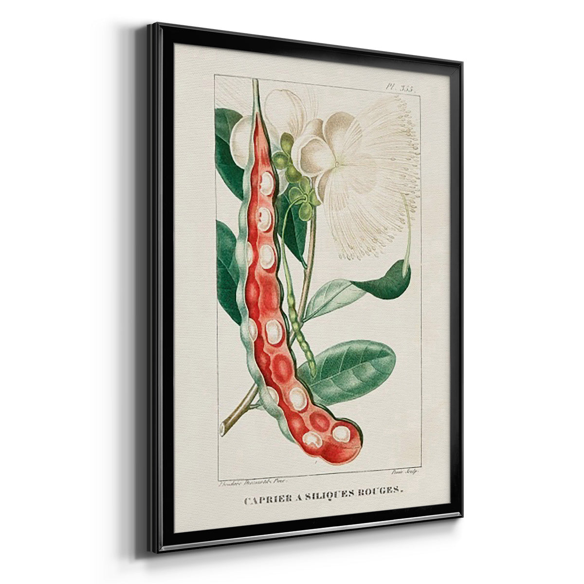 Turpin Tropical Botanicals VIII - Modern Framed Canvas Print