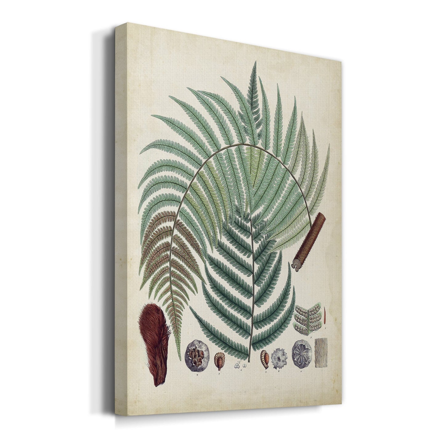 Collected Ferns I Premium Gallery Wrapped Canvas - Ready to Hang