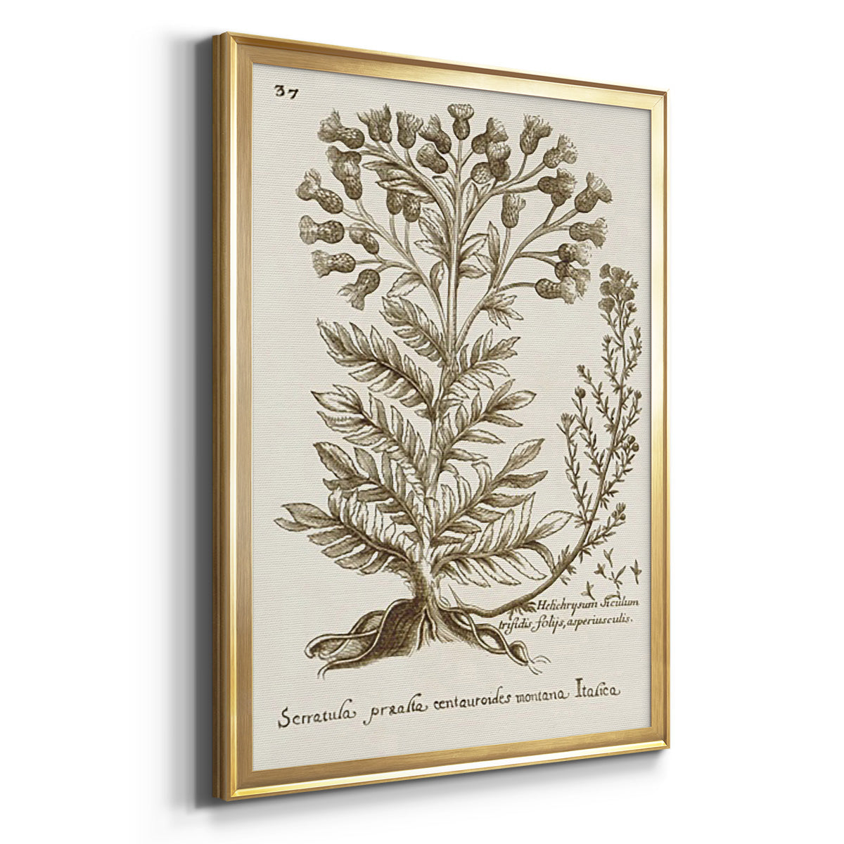 Sepia Botanical Journal I - Modern Framed Canvas Print