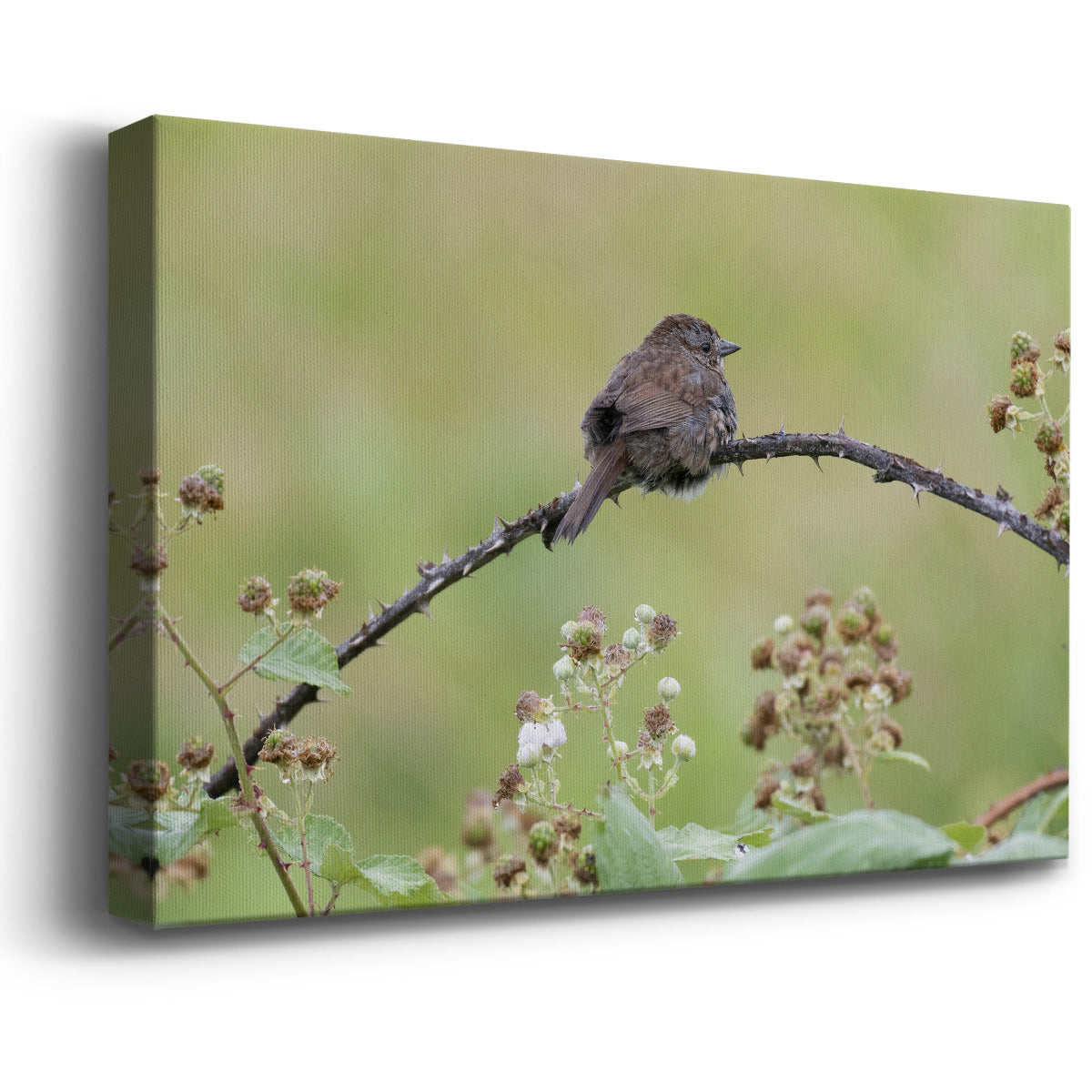 Resting Sparrow - Canvas Art Print