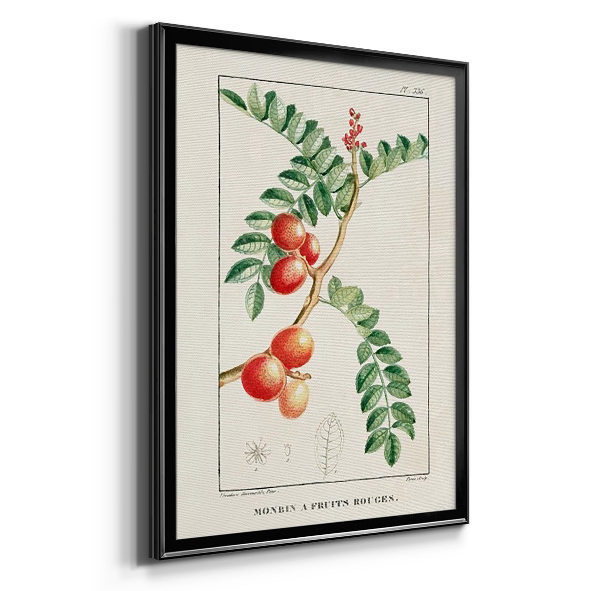 Turpin Tropical Botanicals III - Modern Framed Canvas Print