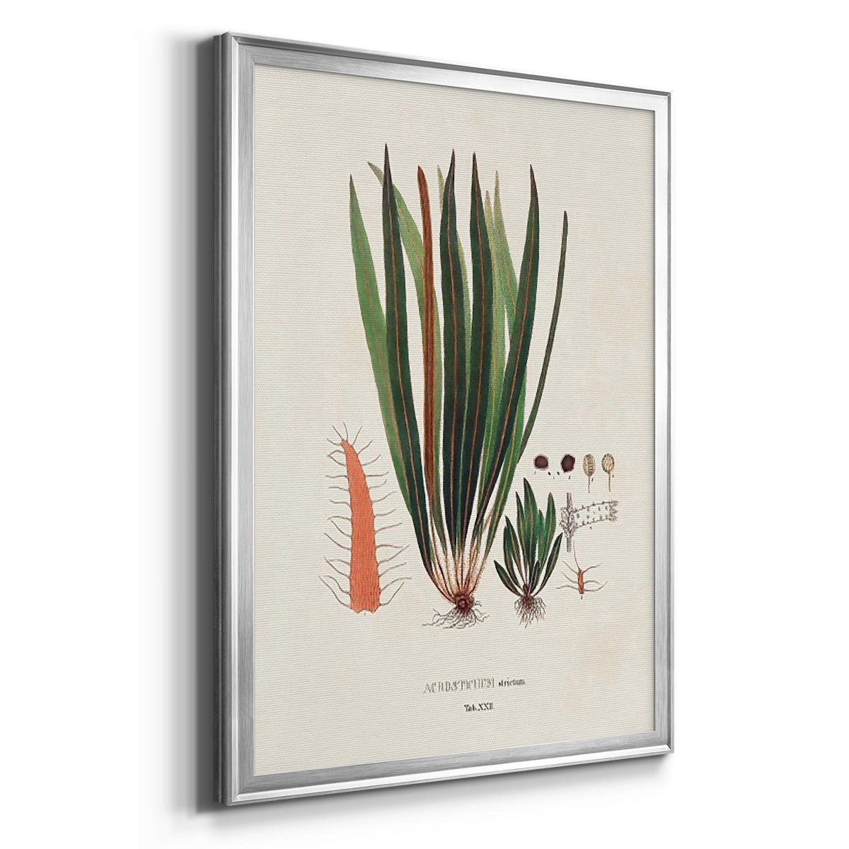 Botanical Society Ferns V - Modern Framed Canvas Print